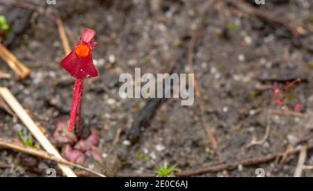 Einzelne Blüte des endemischen BladderwürzeUtriuclaria menziesii gefunden östlich Von Albany in Westaustralien Stockfoto