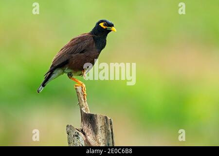 Myna, Acridotheres tristis melanostermus, Vogel aus Sri Lanka. Tier in der Natur Lebensraum sitzt auf dem Ast mit klarem Hintergrund. Wildli Stockfoto