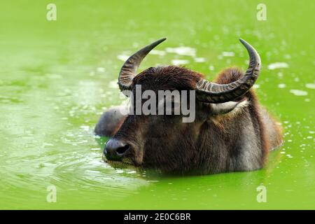 Stierschwimmen im See in Yala, Sri Lanka. Asiatischer Wasserbüffel, Bubalus bubalis, im grünen Teich. Wildtierszene, Sommertag mit Fluss. Groß und Stockfoto