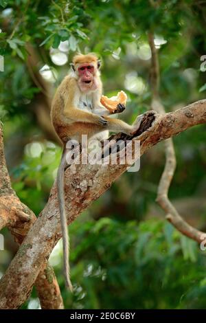 Toque Macaque, Macaca Sinica, Affe mit Abendsonne. Makaken in Naturlebensraum, Sri Lanka. Wildtierszene aus Asien. Schöner Wald im Hintergrund. Stockfoto