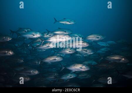 Eine Schule von Bigeye trevally (Caranx sexfasciatus) In der Tiefsee Stockfoto