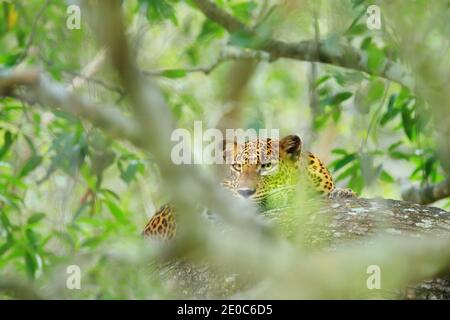 Leopard in grüner Vegetation. Versteckte Sri Lanka Leopard, Panthera pardus kotiya, Big spotted Wildkatze auf dem Baum in der Natur Lebensraum liegen, Yala Nat Stockfoto