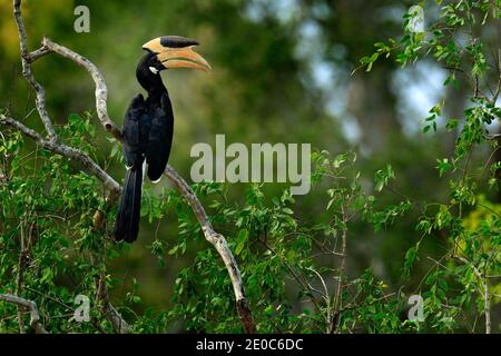 Malabar Pied Hornbill, Anthracoceros coronatus, Vogel mit großer Schnabel. Wildtierszene aus Sri Lanka. Vogelbeobachtungstour im tropischen Wald. Großes Schwarz Stockfoto
