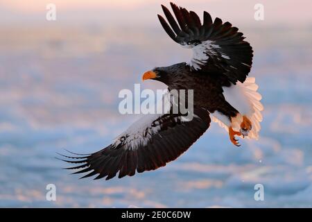 Japan Adler im Winter Lebensraum. Berg Winterlandschaft mit Vogel. Stellers Seeadler, fliegender Greifvogel, mit Bergen im Hintergrund, Hokkaido Stockfoto