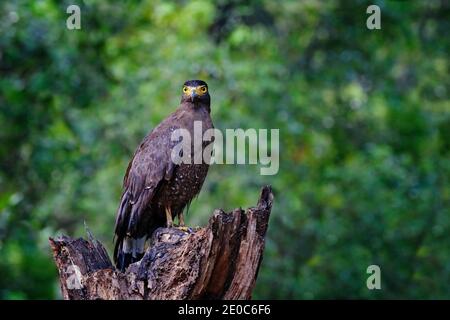 Kunstansicht auf die Natur. Haubenschlange Adler, Spilornis cheela, in der Waldumgebung thront, auf der Suche nach Beute. Wildtierfotografie in Wilpattu Stockfoto