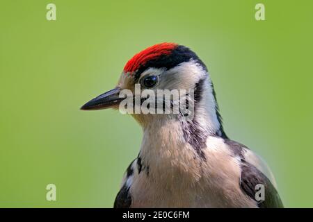 Großer Specht mit Punktmuster, Detail-Nahaufnahme Porträt von Vogelkopf, schwarz-weiß Tier, Tschechische Republik. Detail Porträt des Vogels mit klaren grünen Rücken Stockfoto