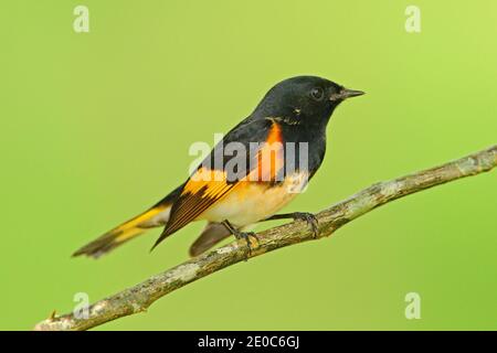 Amerikanischer Rottenstarter, Setophaga ruticilla, New World-Waldsänger aus Mexiko. Tangare in der Natur Lebensraum. Vogelbeobachtung in Südamerika. Schwarzer Kopf mit o Stockfoto