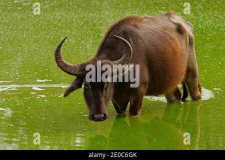 Stierschwimmen im See in Yala, Sri Lanka. Asiatischer Wasserbüffel, Bubalus bubalis, im grünen Teich. Wildtierszene, Sommertag mit Fluss. Groß und Stockfoto