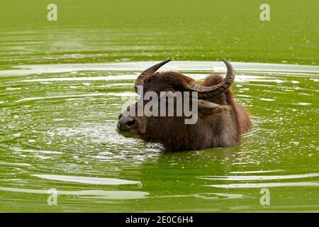 Stierschwimmen im See in Yala, Sri Lanka. Asiatischer Wasserbüffel, Bubalus bubalis, im grünen Teich. Wildtierszene, Sommertag mit Fluss. Groß und Stockfoto