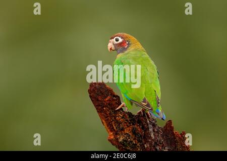 Tropic Bird Brauner Kapuzenpapagei, Pionopsitta haematotis, Mexiko, grüner Papagei mit braunem Kopf. Detail Nahaufnahme Porträt von Vogel aus Mittelamerika. Stockfoto