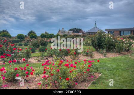 Rosengarten auf dem Woolmers Anwesen in Tasmanien, Australien Stockfoto