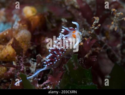 Orangeraugiger Nudibranch (Cratena capensis) unter Wasser mit weißem Körper, dunklere Cerata mit weißen Spitzen und zwei orangefarbenen Flecken im Gesicht Stockfoto