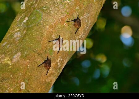 Größere Sack-geflügelte weiß-gefütterte Fledermaus, Saccopteryx bilineata, Familie Emballonuridae aus Mittel- und Südamerika. Drei Tiere auf dem Baum. Stockfoto