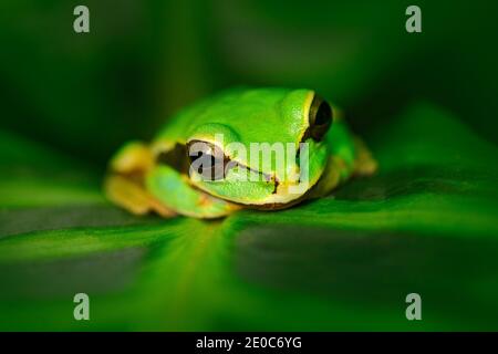 Frosch in der Natur Lebensraum. Masked Smilisca, Smilisca phaeota, exotischer tropischer grüner Frosch aus Costa Rica, Nahaufnahme Porträt. Tier sitzt auf den Blättern Stockfoto