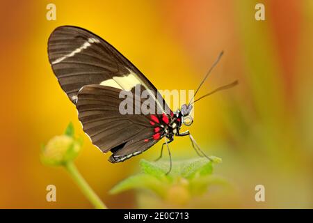 Schmetterling Heliconius cydno galanthus, in der Natur Lebensraum. Schönes Insekt aus Costa Rica im grünen Wald. Schmetterling sitzt auf dem Abschied von Panama. Stockfoto