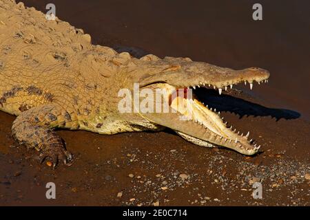 Amerikanische Krokodile, Crocodylus acutus, drei Tiere im Wasser. Wildtierszene aus der Natur, Tarcoles, Costa Rica. Gefährliche Tiere im Fluss. Stockfoto