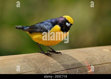 Vogelfütterung an roten Früchten. Gelbkehlige Euphonie, Euphonia hirundinacea, blauer und gelber exotischer Vogel aus Costa Rica. Wildlife-Szene aus der Natur Stockfoto