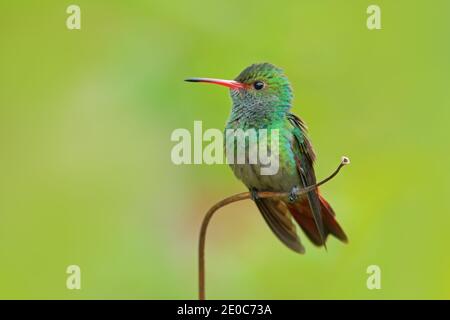 Hummingbird Rufous-tailed Hummingbird, Amazilia tzacat, mit klarem grünen Hintergrund, Kolumbien. Stockfoto