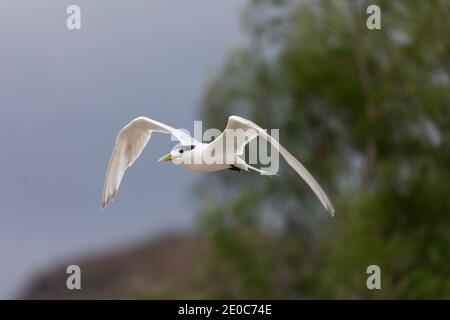 Haubenschwalbe; Thalasseus bergii; im Flug; Seychellen Stockfoto