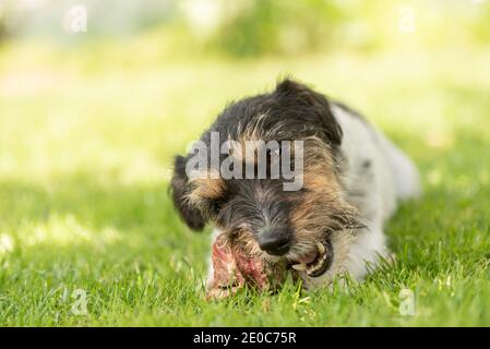 Der kleine süße Jack Russell Terrier Hund isst einen Knochen mit Fleisch und kaut im Freien Stockfoto