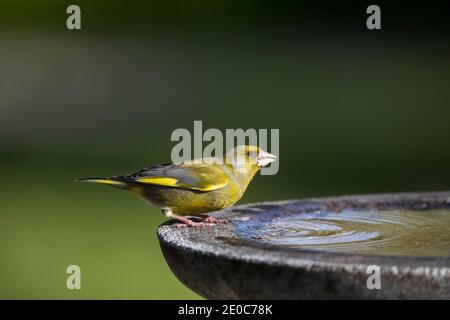 Greenfinch; Chloris chloris; Männlich bei Bird Bath; Großbritannien Stockfoto