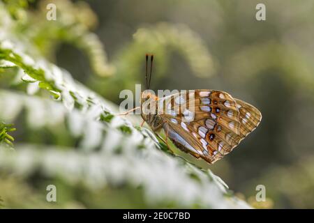 Hoher brauner Fritillary Butterfly; Fabriciana adippe; Weiblich; Großbritannien Stockfoto