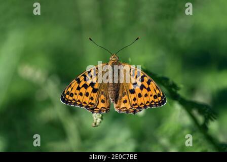 Hoher brauner Fritillary Butterfly; Fabriciana adippe; Weiblich; Großbritannien Stockfoto