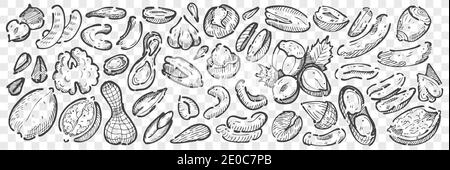 Handgezeichnete Nüsse Doodle Set. Sammlung Bleistift Kreide Zeichnung Skizzen von Mandel Cashews Macadamia Erdnüsse Zeder Pistazien Haselnüsse Walnüsse Samen auf t Stock Vektor
