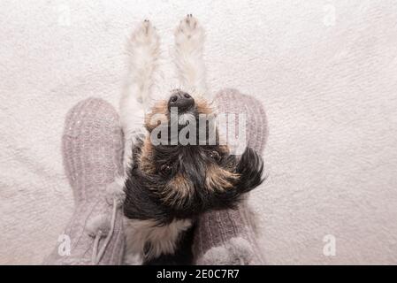 Niedlicher kleiner Jack Russell Terrier. Hund liegt neben seinem Besitzer und schaut nach oben Stockfoto