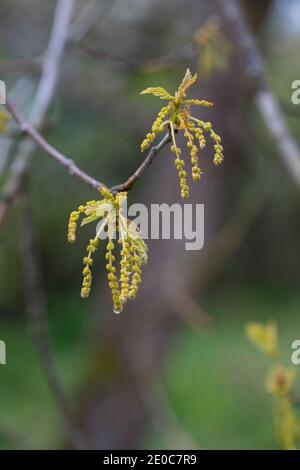 Eiche; Quercus robur; Blumen; Frühling; Vereinigtes Königreich Stockfoto