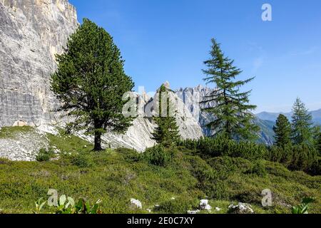 Sommer Berglandschaft mit großen Tannenbaum Hintergrund in der Dolomiten Stockfoto