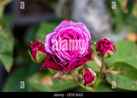 "Heidi Klum" Floribunda Rose, Floribundaros (Rosa) Stockfoto