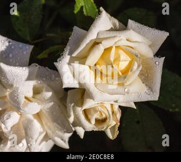 'Ilse Krohn Superior' Kletterrose, kordesii Kordesiiros (Rosa) Stockfoto