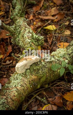 Fomitopsis betulina, Birke polypore, Natures Recycler Stockfoto