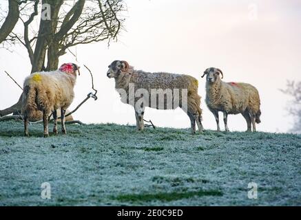 Preston, Lancashire, Großbritannien. Dezember 2020. Ein kalter, frostiger und nebliger Start in den Tag, Chipping, Preston, Lancashire. Kredit: John Eveson/Alamy Live Nachrichten Stockfoto