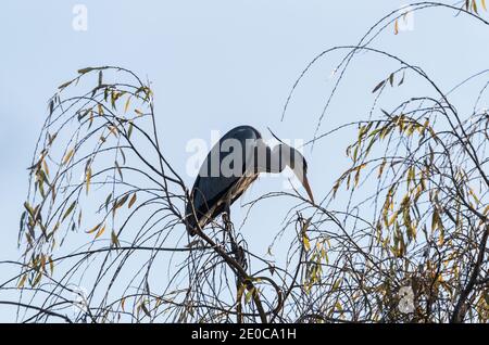 Graureiher (Adrea cinerea) in einer Weide (Salix) Baum thront Stockfoto