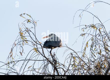 Graureiher (Adrea cinerea) in einer Weide (Salix) Baum thront Stockfoto