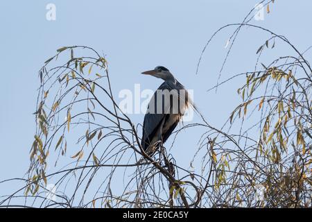 Graureiher (Adrea cinerea) in einer Weide (Salix) Baum thront Stockfoto