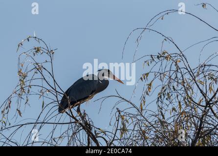 Graureiher (Adrea cinerea) in einer Weide (Salix) Baum thront Stockfoto