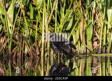 Moorhuhn (Gallinula chloropus) Stockfoto