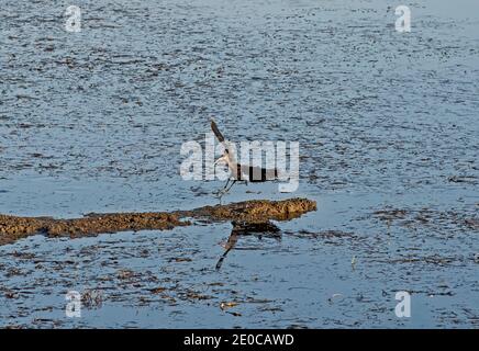 Hochglanz ibis Plegadis falcinellus Wildvogel Landung auf Schilf in Seichtes Wasser des Flussufers Feuchtgebiet Marschland Stockfoto