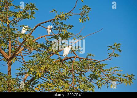 Drei große Reiher ardea alba in Ästen von Bäumen thront Sich selbst vor blauem Himmel Hintergrund preening Stockfoto