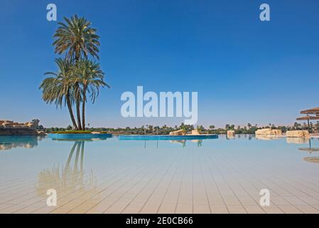 Hohe große Dattelpalme Baum Phoenix Dactylifera auf der Insel im Infinitypool im tropischen Luxus-Hotelanlage Stockfoto