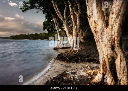 Teebaum Hain am Lake Ainsworth in Lennox Head. Stockfoto