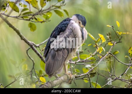 Ein schwarz gekrönter Nachtreiher ruht in einem Baum. Stockfoto