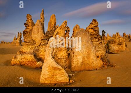 Die Pinnacles sind ein Naturwunder geschützt im Nambung Nationalpark. Stockfoto