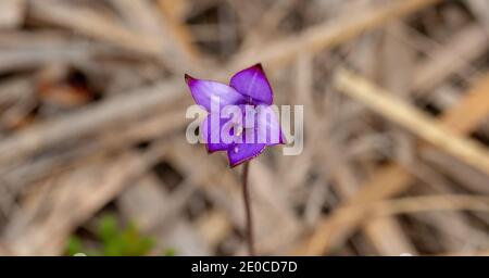 Blume der purpurnen Emaille-Orchidee (Caladenia brunonis) Gesehen südlich von Albany in Western Australia Stockfoto