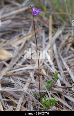 Blumenbild der Purple Enamel Orchidee (Caladenia brunonis) Gesehen südlich von Albany in Western Australia Stockfoto