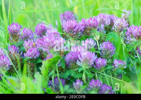 Englischer Klee, roter Klee in der zweiten Sommerhälfte auf den feuchten Wiesen Nordeuropas. Wiese Gemeinschaft Stockfoto