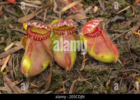 Drei Krüge der Albany Pitcher Plant (Cephalotus follicularis) Gefunden nördlich von Dänemark in Westaustralien Stockfoto